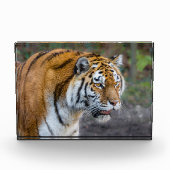 Amur Tiger Fotoblokken (Voorkant)