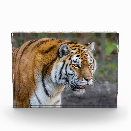 Amur Tiger Fotoblokken (Voorkant)