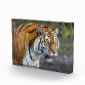 Amur Tiger Fotoblokken (Rechts)