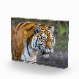 Amur Tiger Fotoblokken