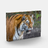 Amur Tiger Fotoblokken (Links)