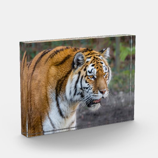 Amur Tiger Fotoblokken (Links)
