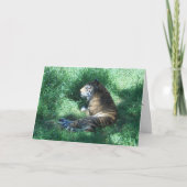 "Amur Tiger" Gefeliciteerd Kaart (Voorkant)