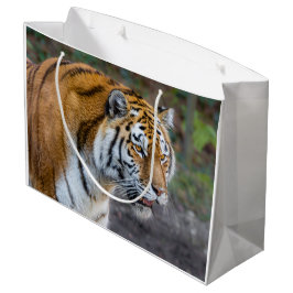 Amur Tiger Groot Cadeauzakje