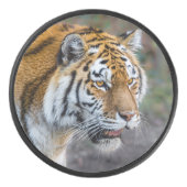 Amur Tiger Hockey Puck (Voorkant)