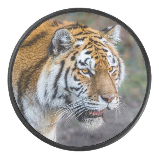 Amur Tiger Hockey Puck (Voorkant)
