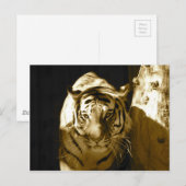 Amur Tiger in Sepia Briefkaart (Voorkant / Achterkant)