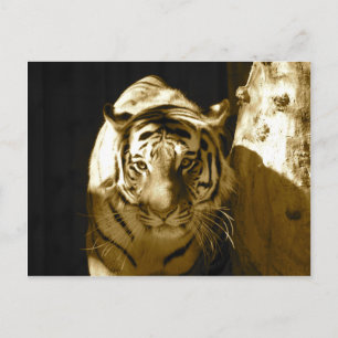 Amur Tiger in Sepia Briefkaart