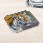 Amur Tiger Kartonnen Onderzetters (Gekanteld)