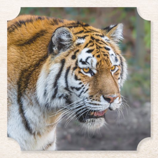 Amur Tiger Kartonnen Onderzetters (Voorkant)