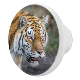 Amur Tiger Keramische Knop