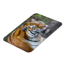 Amur Tiger Magneet