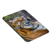 Amur Tiger Magneet (Rechterzijde)