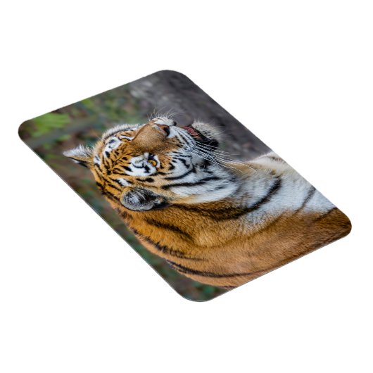 Amur Tiger Magneet (Rechterzijde)