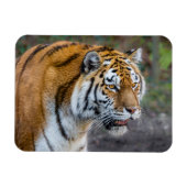 Amur Tiger Magneet (Horizontaal)