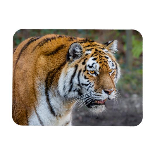 Amur Tiger Magneet (Horizontaal)