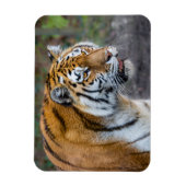 Amur Tiger Magneet (Verticaal)