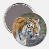 Amur Tiger Magneet (Voorkant / Achterkant)