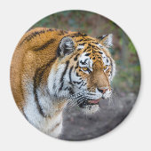 Amur Tiger Magneet (Voorkant)