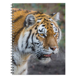 Amur Tiger Notitieboek