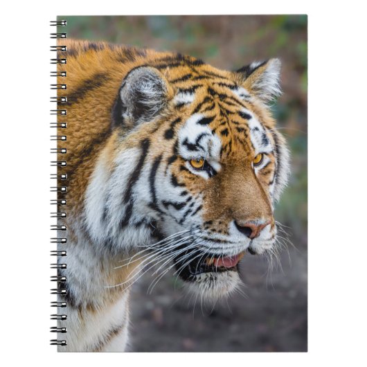 Amur Tiger Notitieboek (Voorkant)