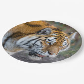 Amur Tiger Papieren Bordje (Gekanteld)