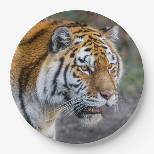 Amur Tiger Papieren Bordje (Voorkant)
