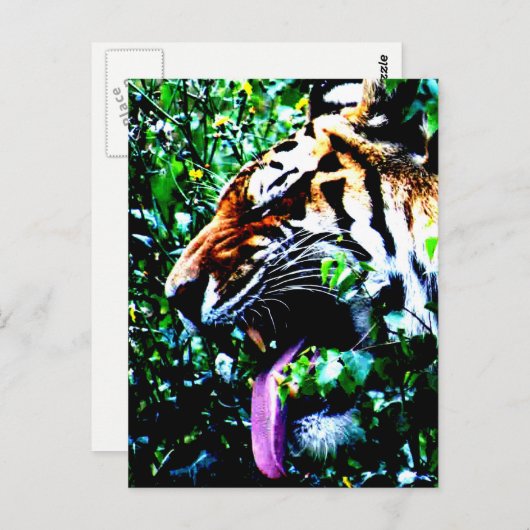 Amur Tiger pccnm Briefkaart (Voorkant / Achterkant)