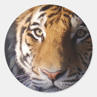 Amur Tiger Ronde Sticker