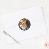 Amur Tiger Ronde Sticker (Envelop)