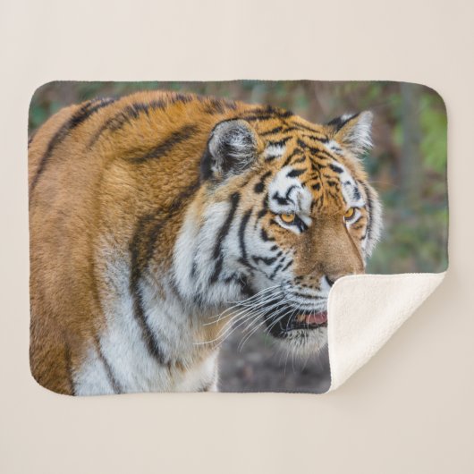 Amur Tiger Sherpa Deken (Voorkant (horizontaal))