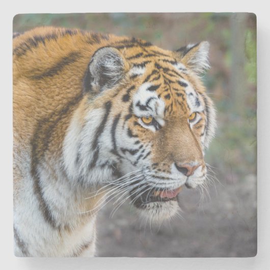Amur Tiger Stenen Onderzetter (Voorkant)