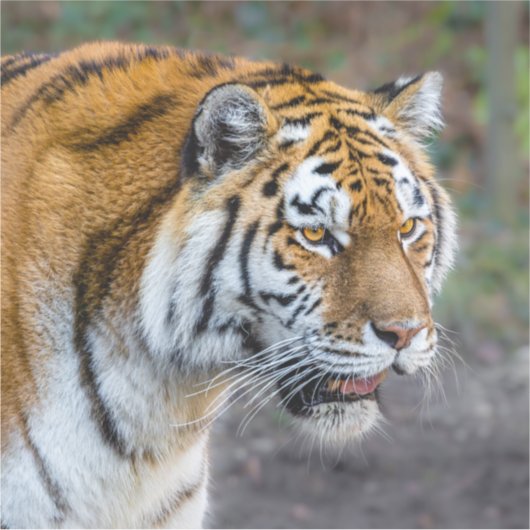 Amur Tiger Sticker (Voorkant)