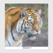 Amur Tiger Sticker (Vel)