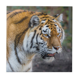 Amur Tiger Tegeltje