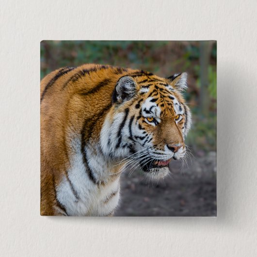 Amur Tiger Vierkante Button 5,1 Cm (Voorkant)