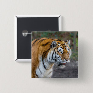 Amur Tiger Vierkante Button 5,1 Cm