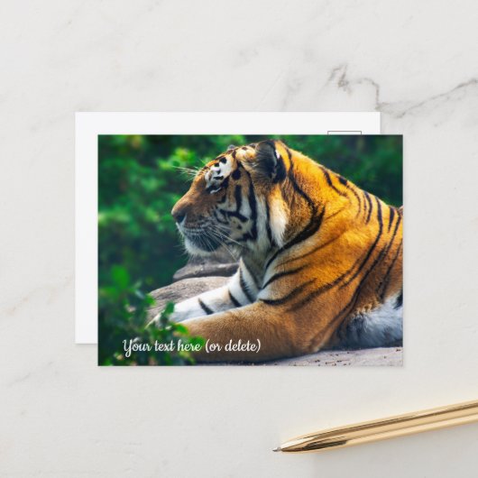 Amur Tijger Ansichtkaart Briefkaart (Voorkant / Achterkant in situ)