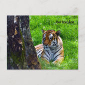 Amur Tijger Ansichtkaart Briefkaart (Voorkant)