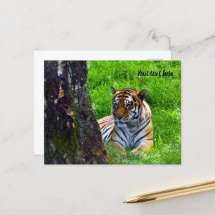 Amur Tijger Ansichtkaart Briefkaart