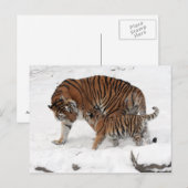 Amur tijger en Cub Briefkaart (Voorkant / Achterkant)