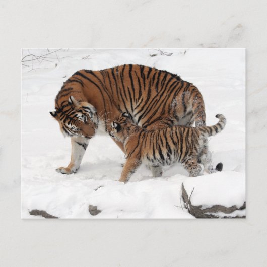 Amur tijger en Cub Briefkaart (Voorkant)