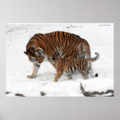 Amur tijger en Cub Poster (Voorkant)