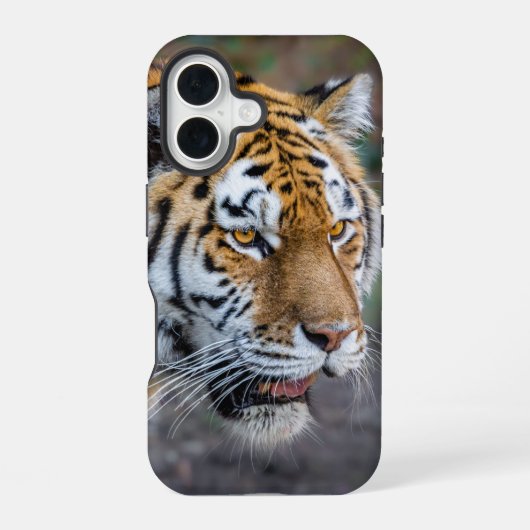 Amur tijger iPhone 16 hoesje (Achterkant)