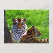 Amur Tijgers Ansichtkaart Briefkaart (Voorkant)