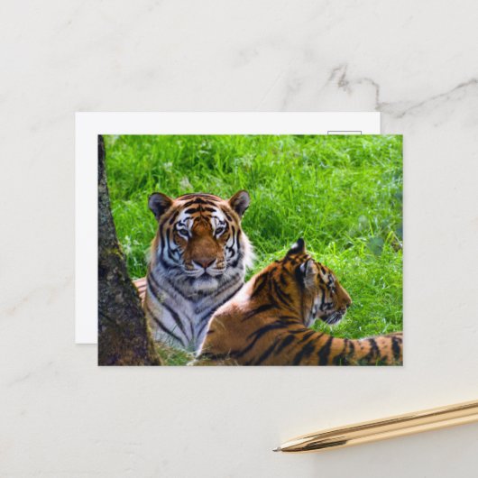 Amur Tijgers Ansichtkaart Briefkaart (Voorkant / Achterkant in situ)