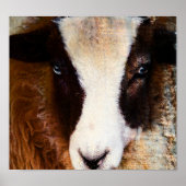 Amy The Ewe Poster (Voorkant)