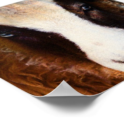 Amy The Jacob Ewe Poster (Hoek)