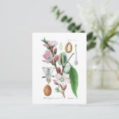 Amygdalus communis (Almond) Briefkaart (Staand voorkant)