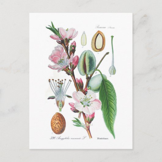 Amygdalus communis (Almond) Briefkaart (Voorkant)